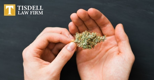 person holding cannabis