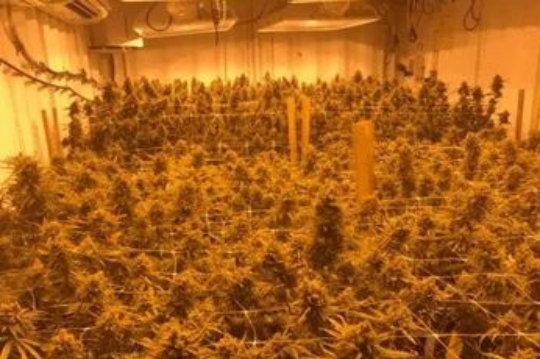 An indoor cultivation room filled with flowering cannabis plants growing densely under warm, golden artificial grow lights.