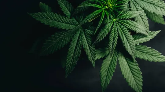 A high-angle, close-up shot of vibrant green cannabis leaves on a growing plant, set against a dark, dramatic background.