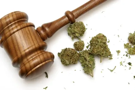 A top-down view of a wooden judge's gavel lying next to several dried cannabis buds scattered on a clean white surface.