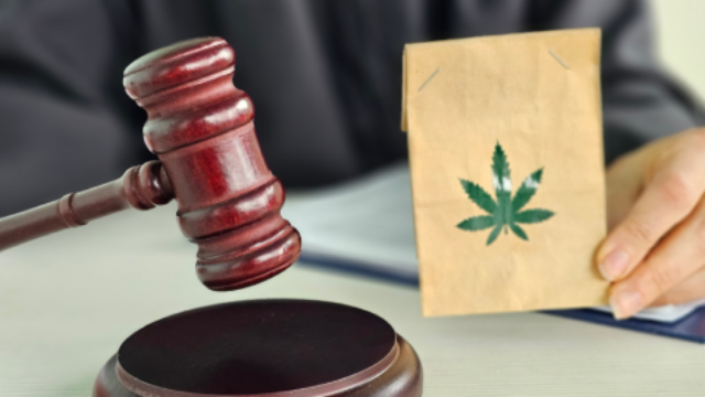 Legal proceedings regarding cannabis with a gavel and marijuana identification document in focus